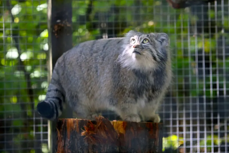 コシツェ動物園のアイセンの写真