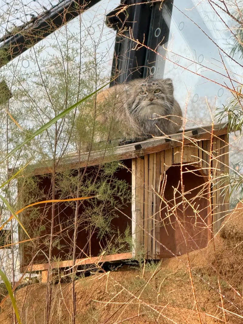 プラハ動物園のスパイの写真