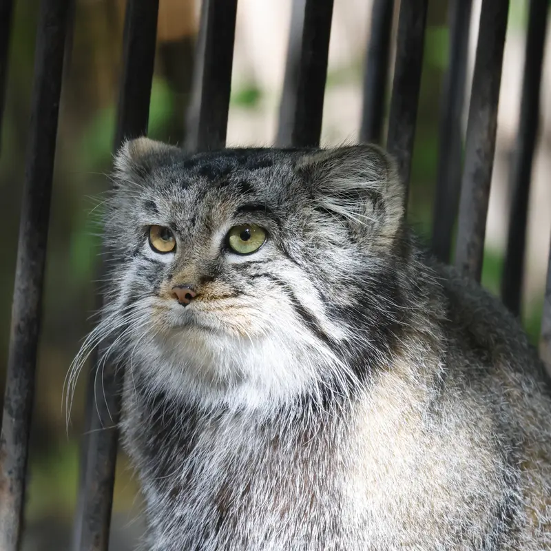ノヴォシビルスク動物園のカトゥンの写真