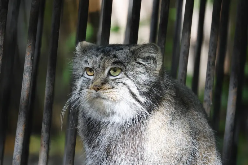 ノヴォシビルスク動物園のカトゥンの写真