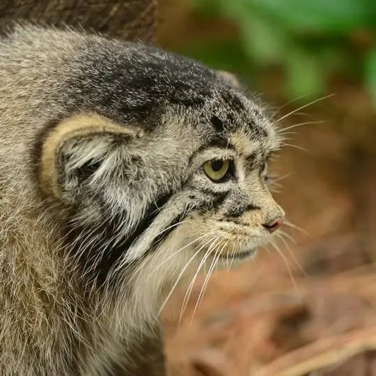 シャイアン・マウンテン動物園のナディアの写真