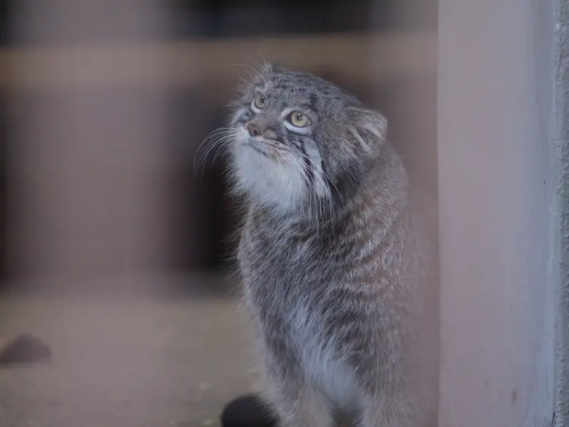 野毛山動物園のフィーガの写真