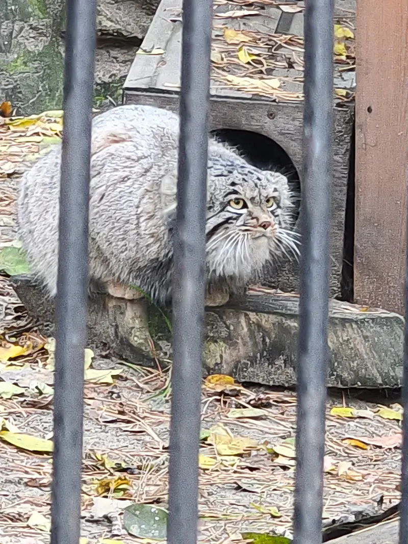 ノヴォシビルスク動物園のメンスの写真