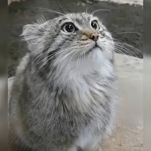 神戸どうぶつ王国のポリーの写真
