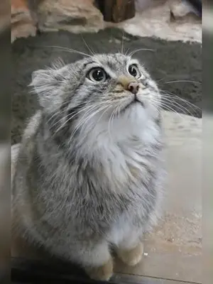 神戸どうぶつ王国のポリーの写真