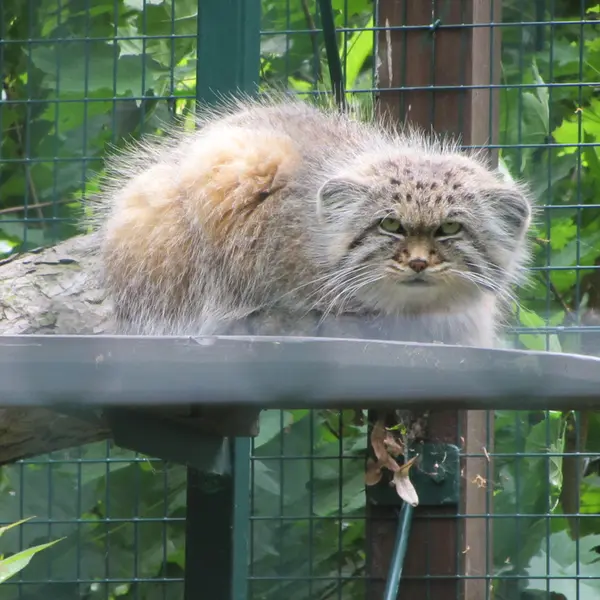 デッサウ動物園のマヌルネコのマンニ