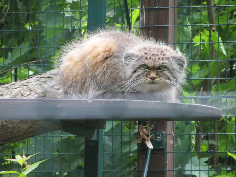 デッサウ動物園のマンニの写真