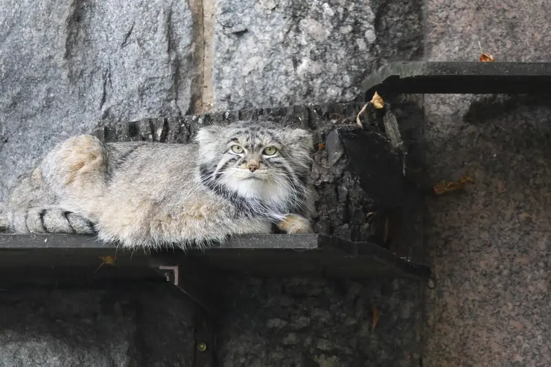 モスクワ動物園のティモフェイの写真