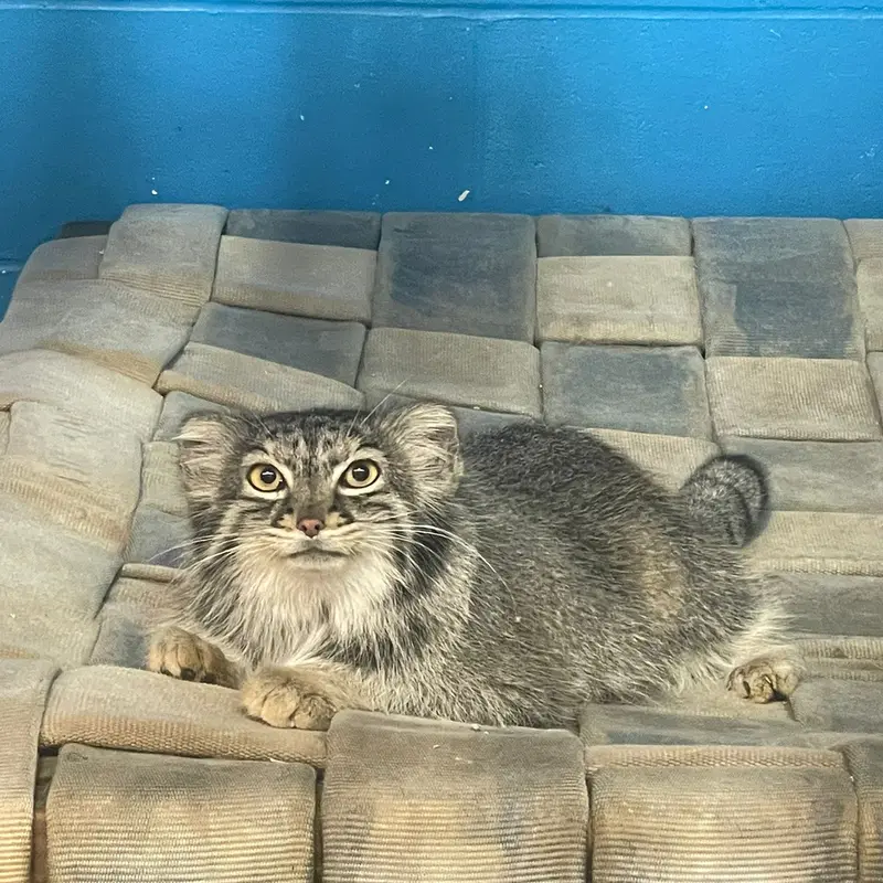 ニアビ動物園のイーヴィーの写真