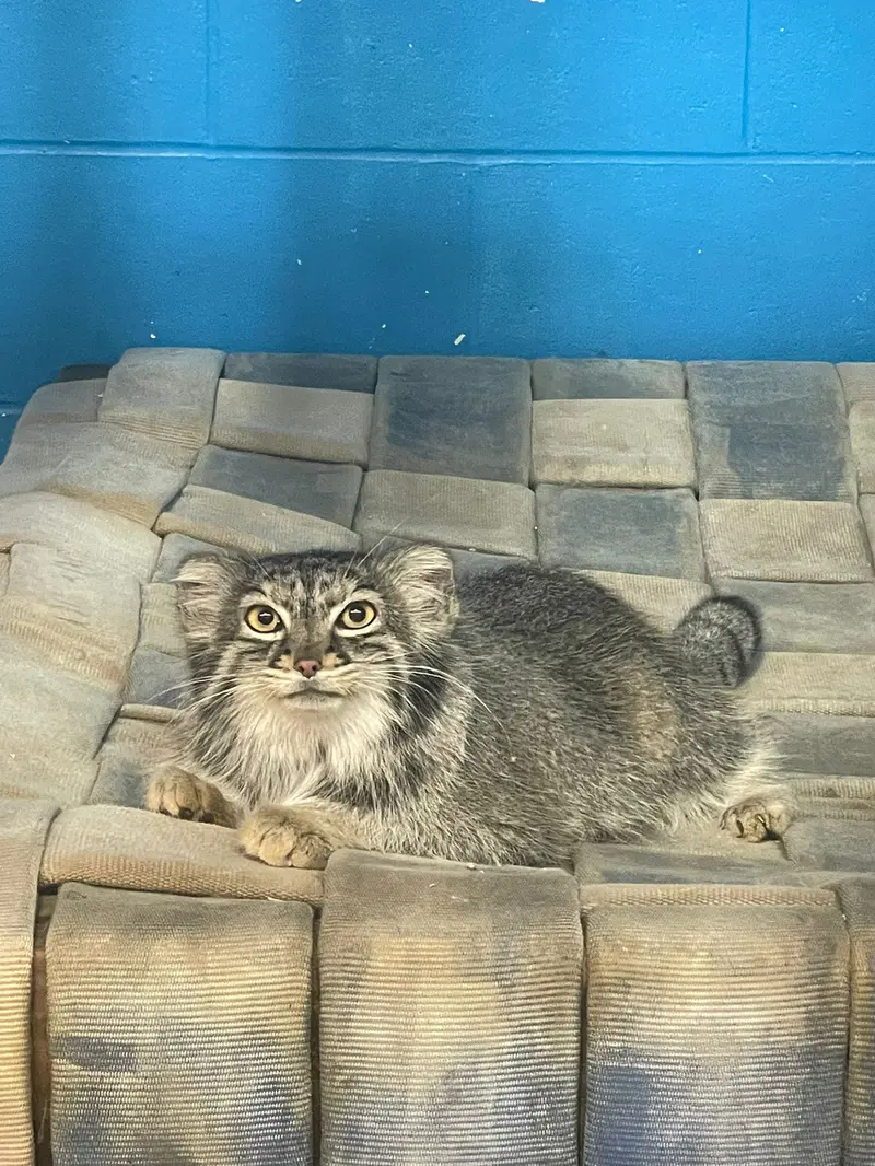 ニアビ動物園のイーヴィーの写真