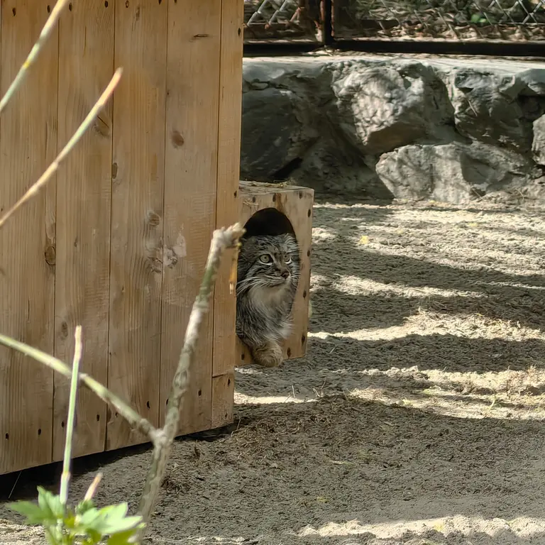 ノヴォシビルスク動物園のスネジャナの写真