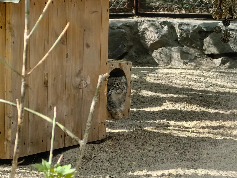 ノヴォシビルスク動物園のスネジャナの写真