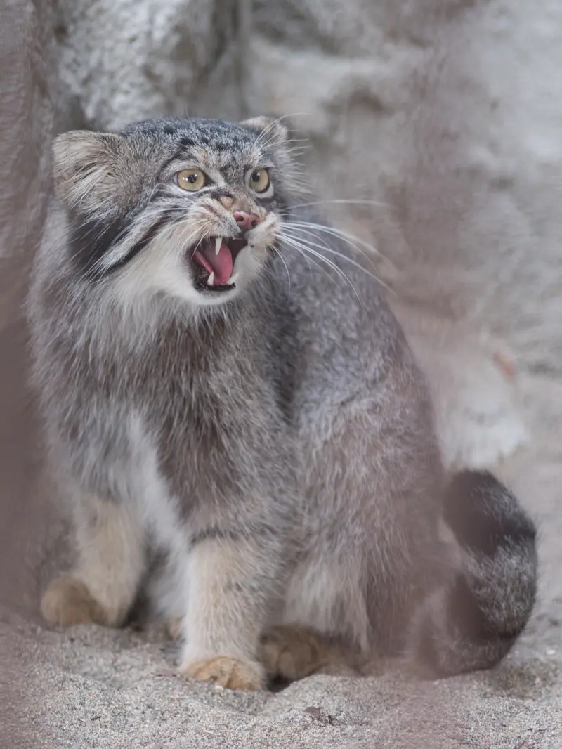 野毛山動物園のフィーガの写真