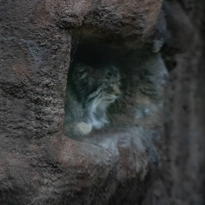 ユタズ・ホグル動物園のフィラリスの写真