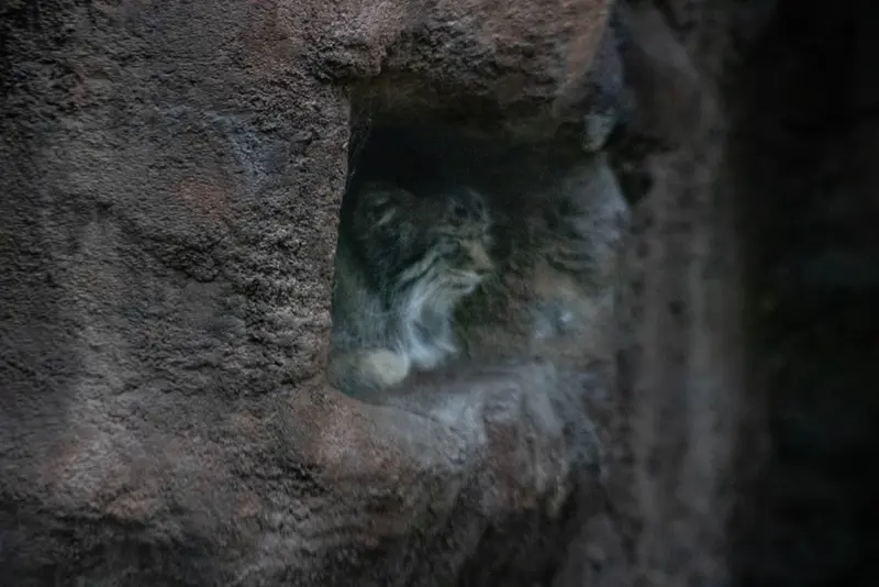 ユタ州ホグル動物園のフィラリスの写真
