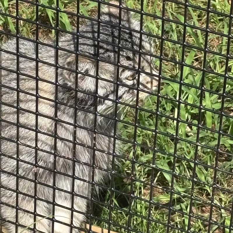 エルムウッド・パーク動物園のレザの写真