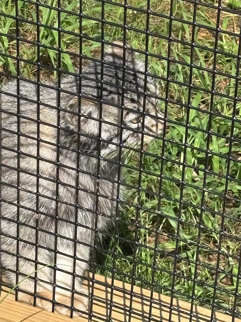 エルムウッド・パーク動物園のレザの写真