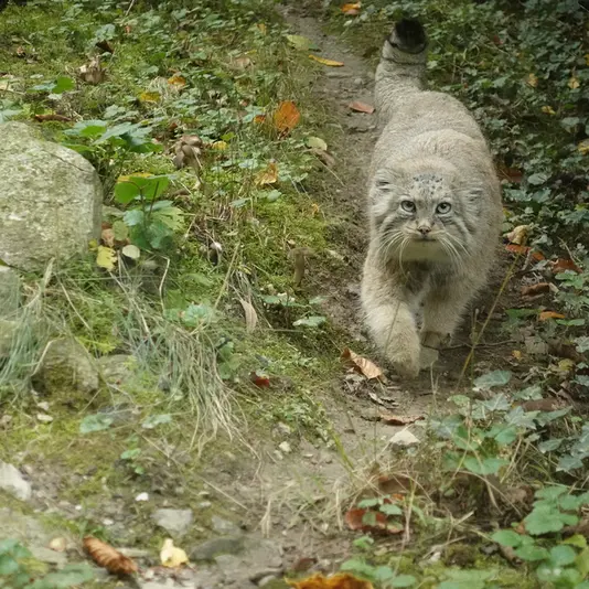 オペル動物園のフェイの写真