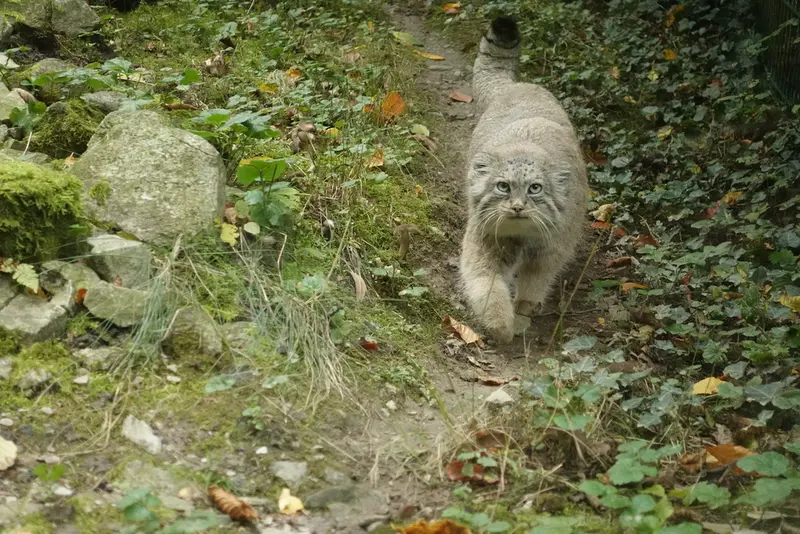 オペル動物園のフェイの写真