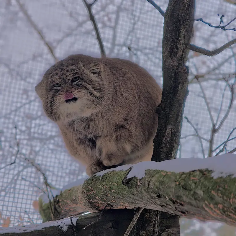 ブルノ動物園のムズタウの写真