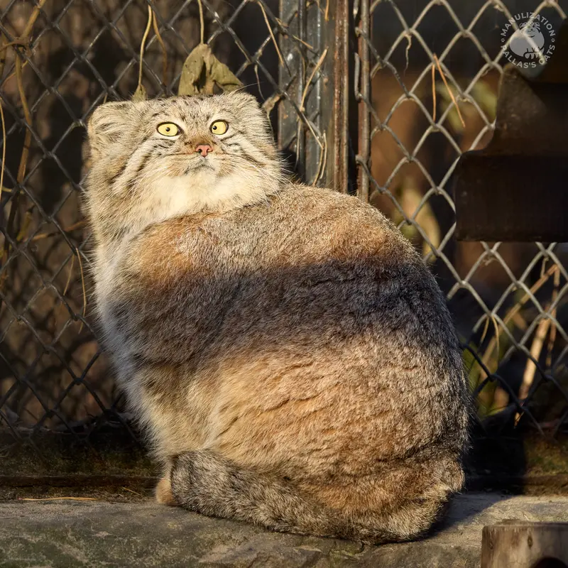 ノヴォシビルスク動物園のスネジャナの写真