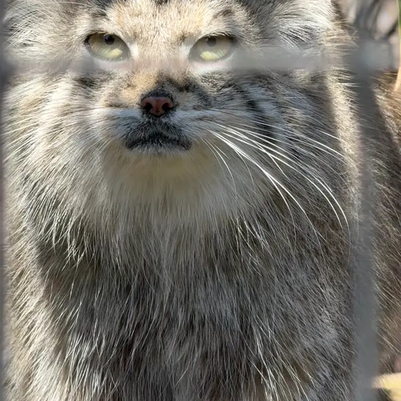 スミソニアン国立動物園のセバの写真