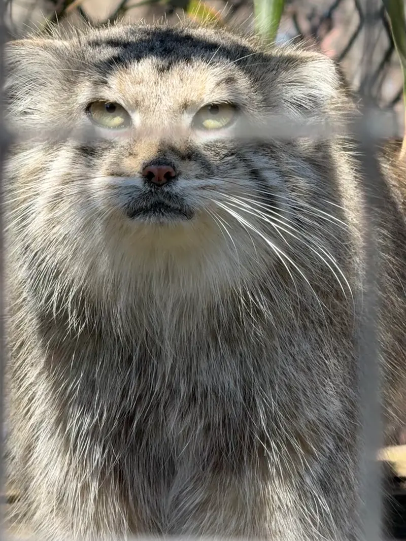 スミソニアン国立動物園のセバの写真