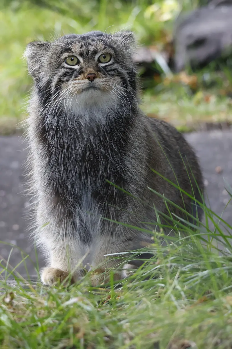 モスクワ動物園のティモフェイの写真