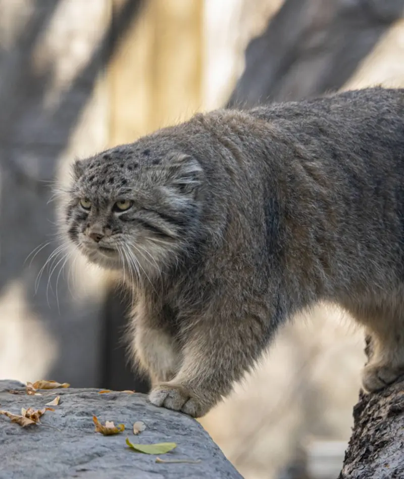 カルガリー動物園 / ワイルダー研究所のオラフの写真