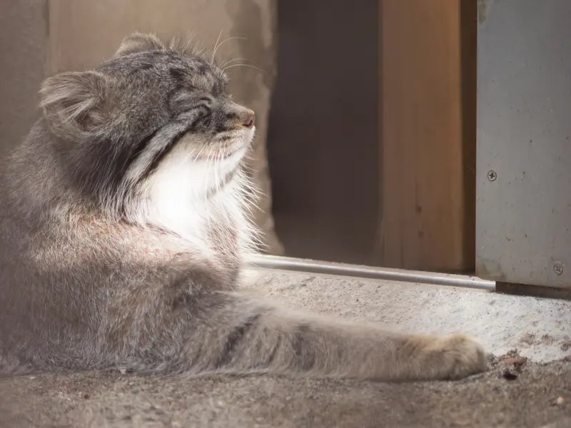 野毛山動物園のフィーガの写真