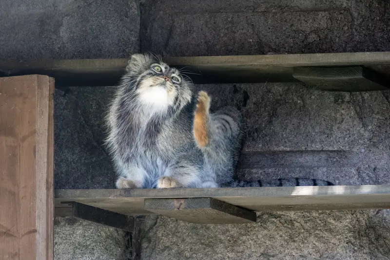 モスクワ動物園のティモフェイの写真