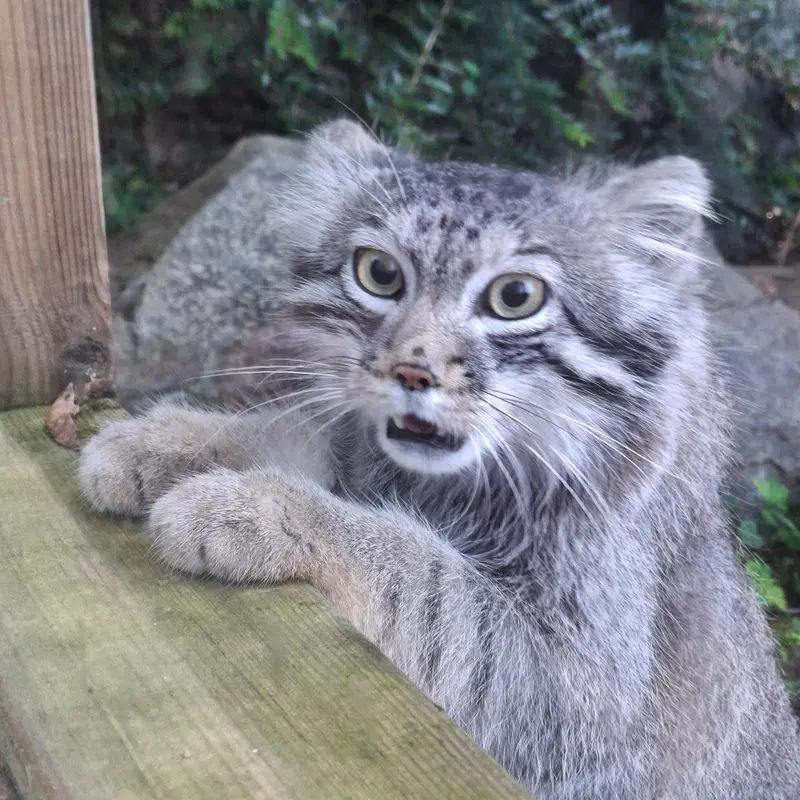 トレゴムール動物園のアルタイの写真
