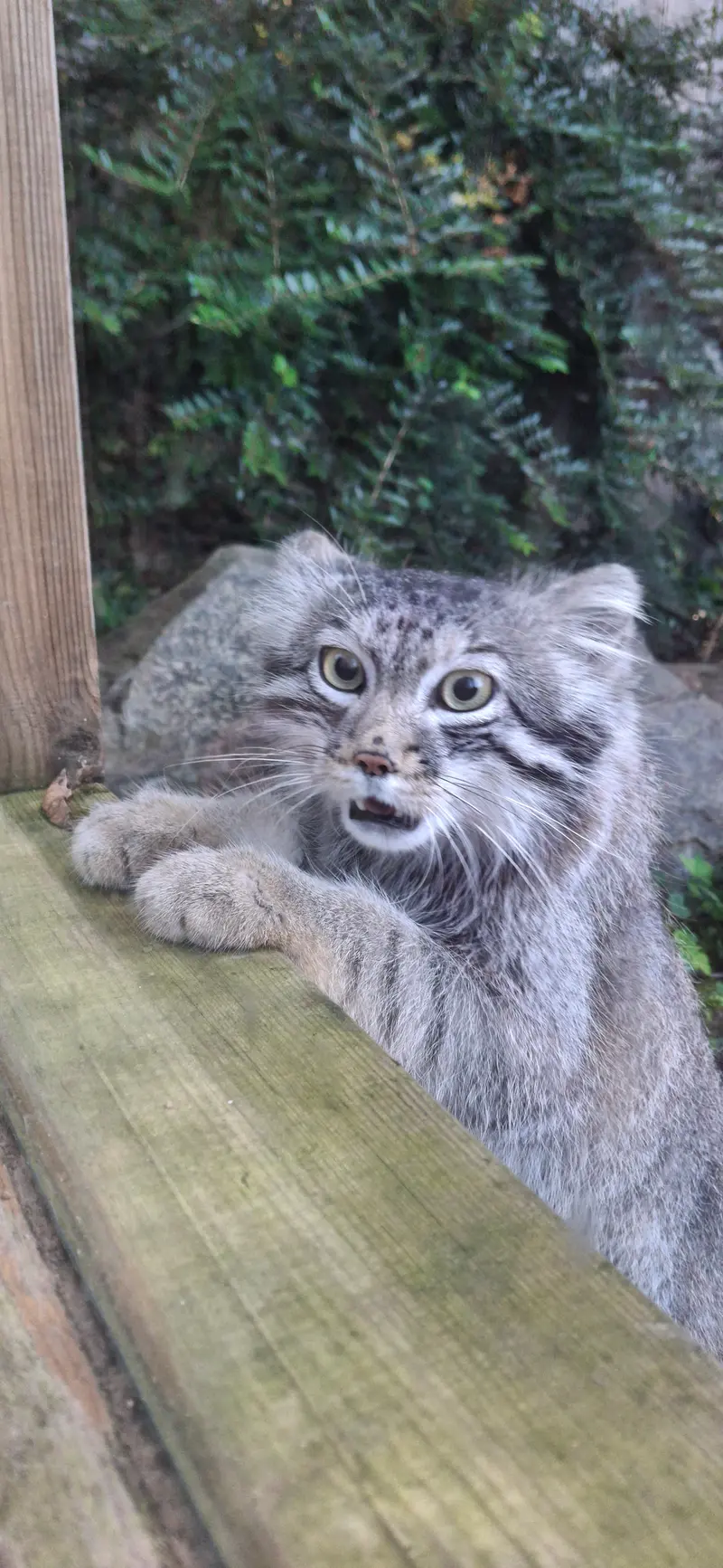 トレゴムール動物園のアルタイの写真