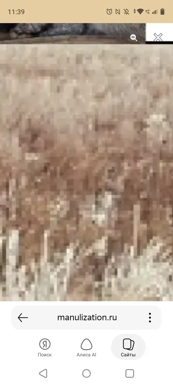 マヌルネコの写真