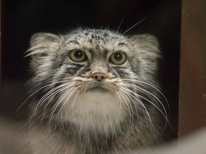 恩賜上野動物園のサフランの写真