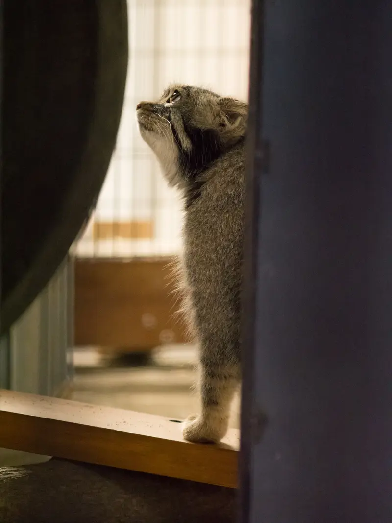 野毛山動物園のフィーガの写真