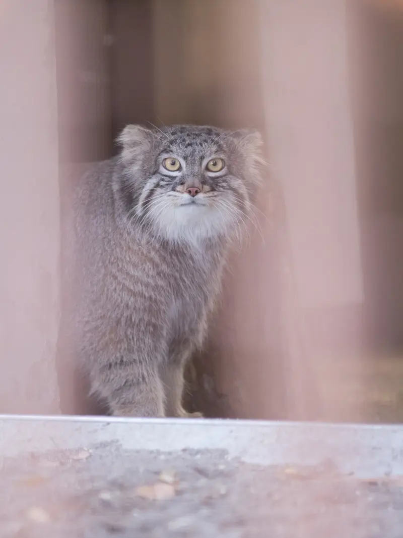 野毛山動物園のフィーガの写真