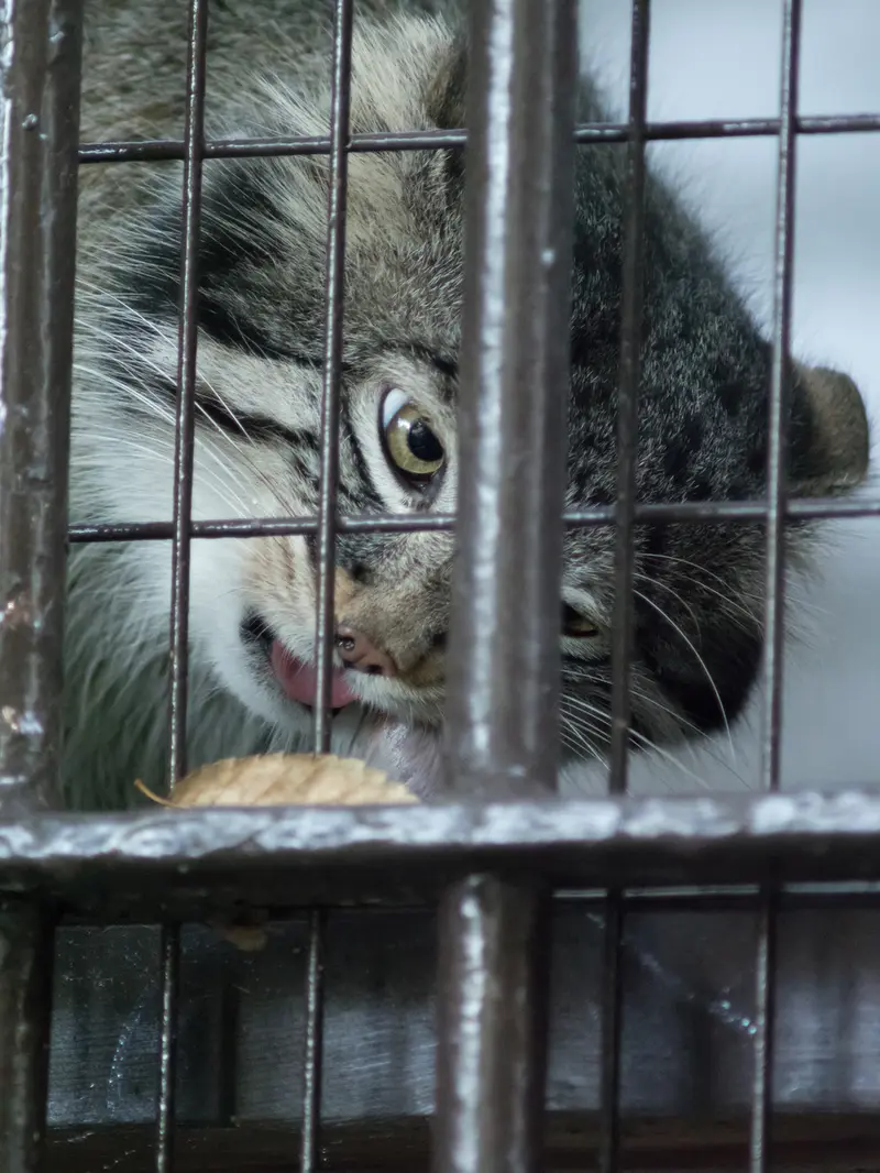 野毛山動物園のフィーガの写真