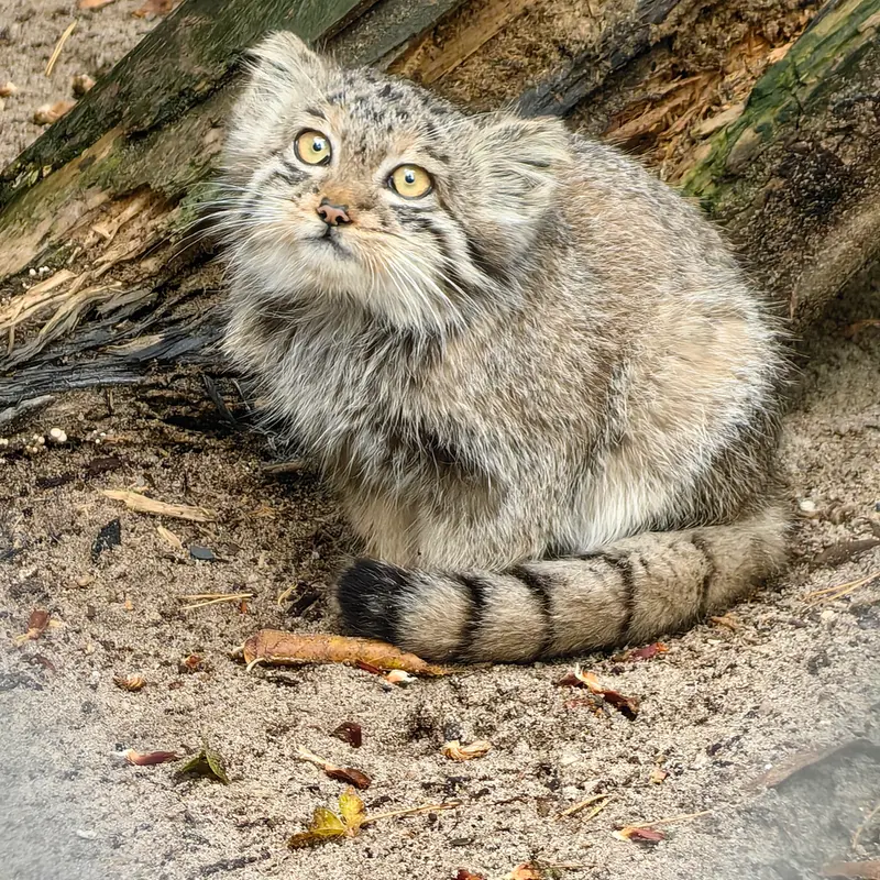 ノヴォシビルスク動物園のベレリの写真