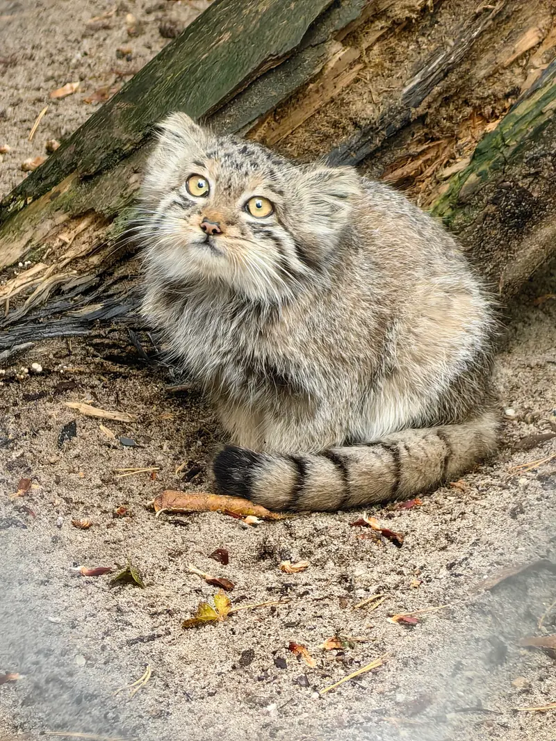 ノヴォシビルスク動物園のベレリの写真