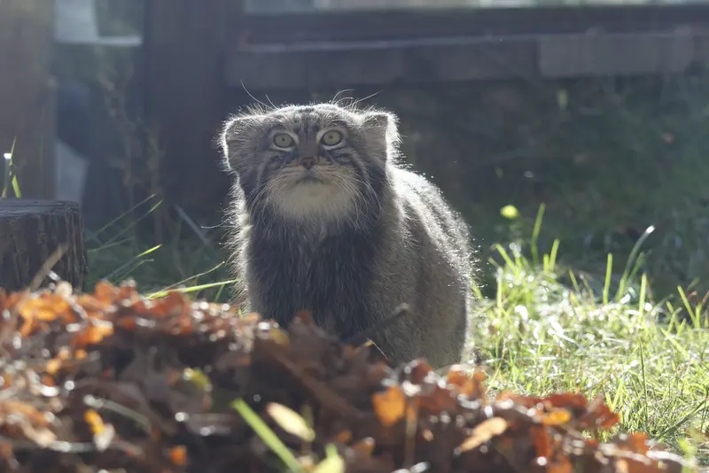 モスクワ動物園のティモフェイの写真