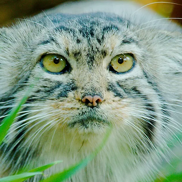 レッドリバー動物園のエルヴィラの写真
