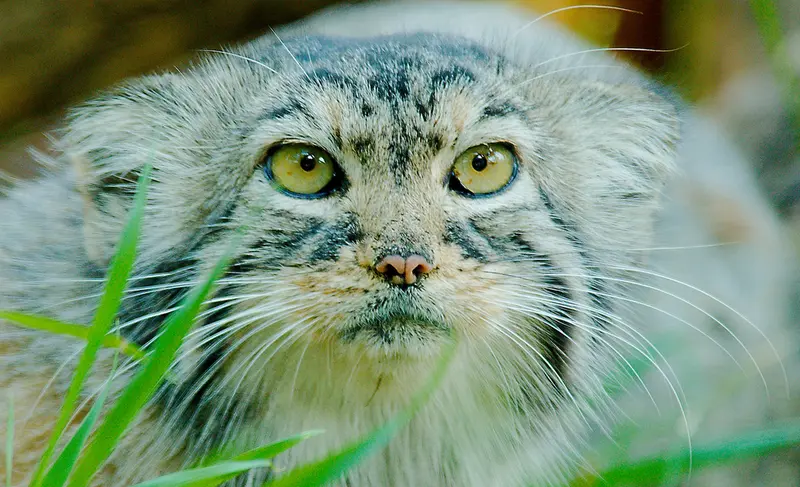 レッドリバー動物園のエルヴィラの写真