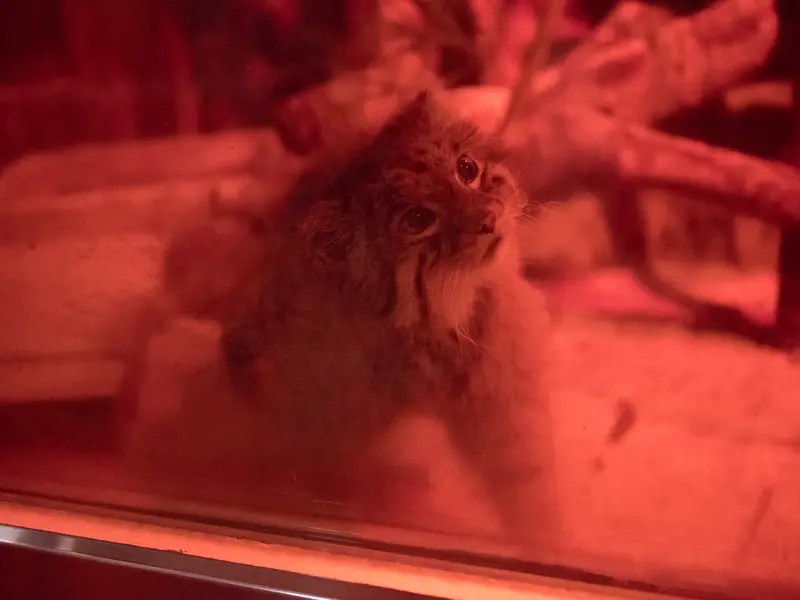 恩賜上野動物園のナイマの写真