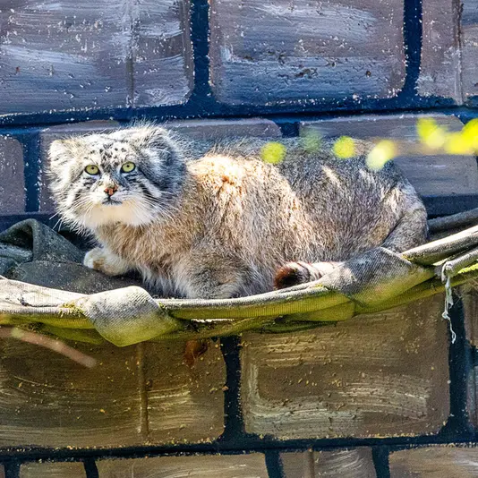 ニアイビ動物園のハルトの写真