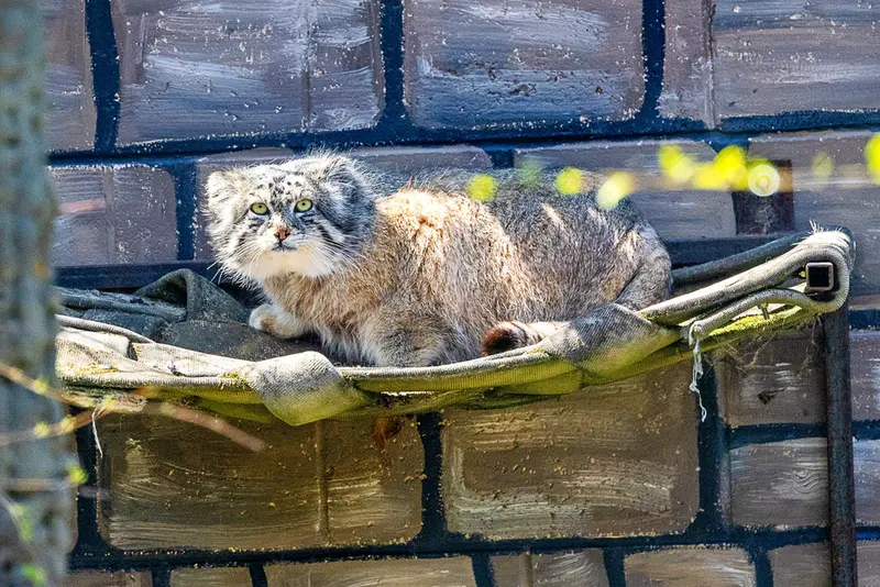 ニアビ動物園のハルトの写真