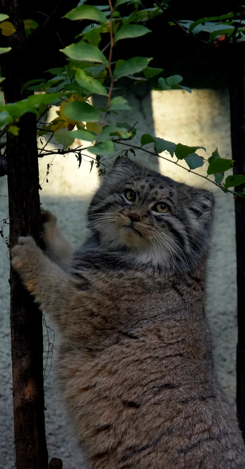 ブダペスト動物園・植物園のボフスの写真