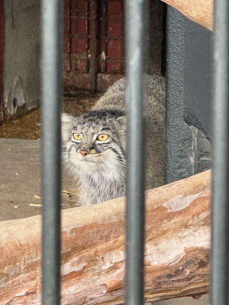 ごかつら池どうぶつパークのメイの写真