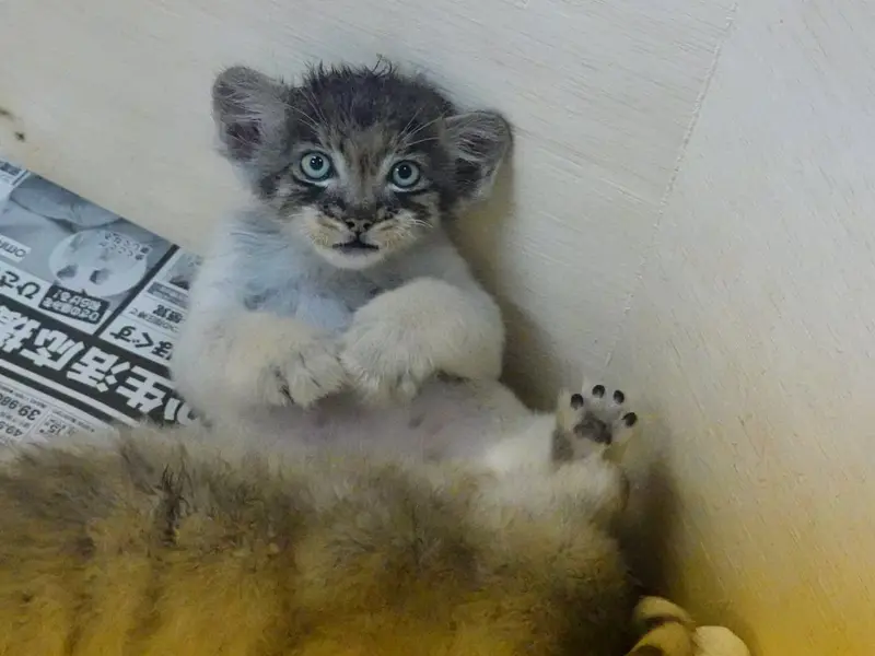 マヌルネコの写真