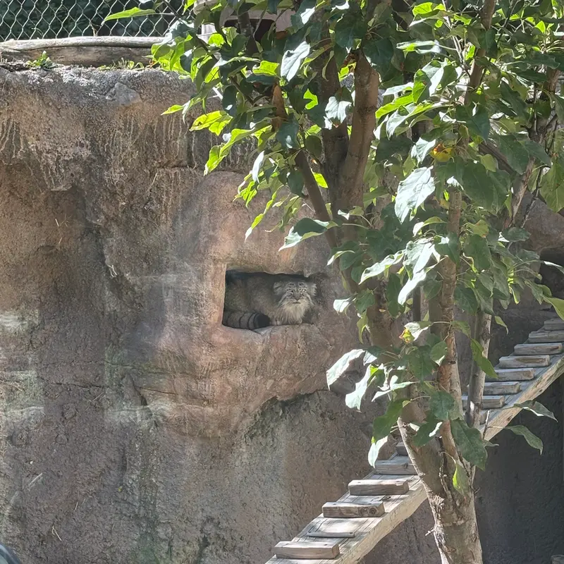ユタ州ホグル動物園のフィラリスの写真